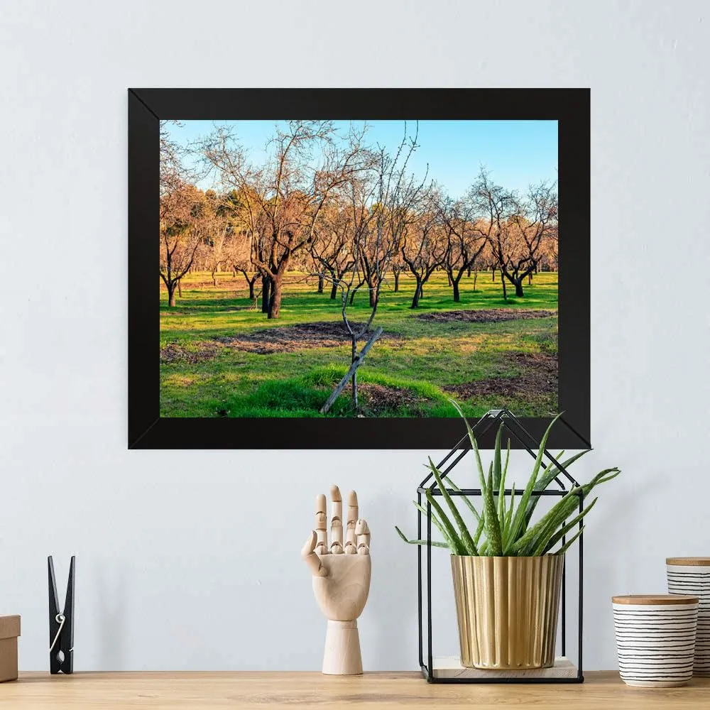 GADGETS WRAP Printed Photo Frame Matte Painting for Home Office Studio Living Room Decoration (17x11inch Black Framed) - Almonds Trees